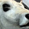 Stuffed head of a Hungarian bull.