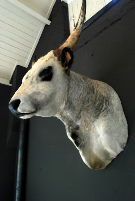 Stuffed head of a Hungarian bull.