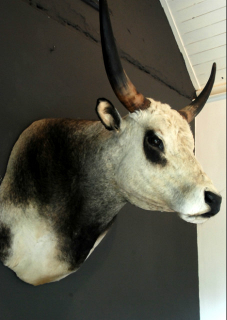 Unique stuffed head of a Hungarian bull.