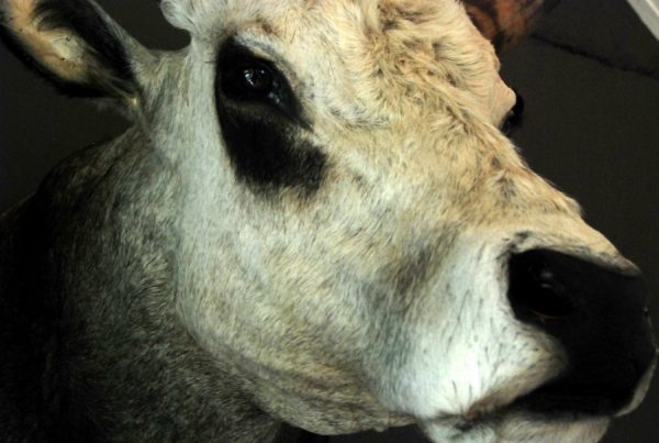 Unique stuffed head of a Hungarian bull.