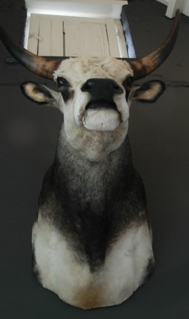 Unique stuffed head of a Hungarian bull.