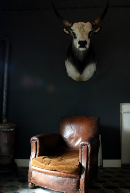 Unique stuffed head of a Hungarian bull.