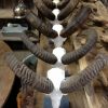 Skulls of mouflon mounted on a Belgian stone base.