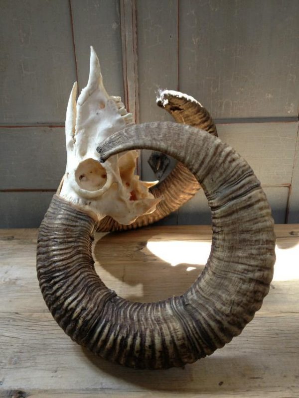 Gold medal mouflon ram skull.