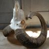 Gold medal mouflon ram skull.