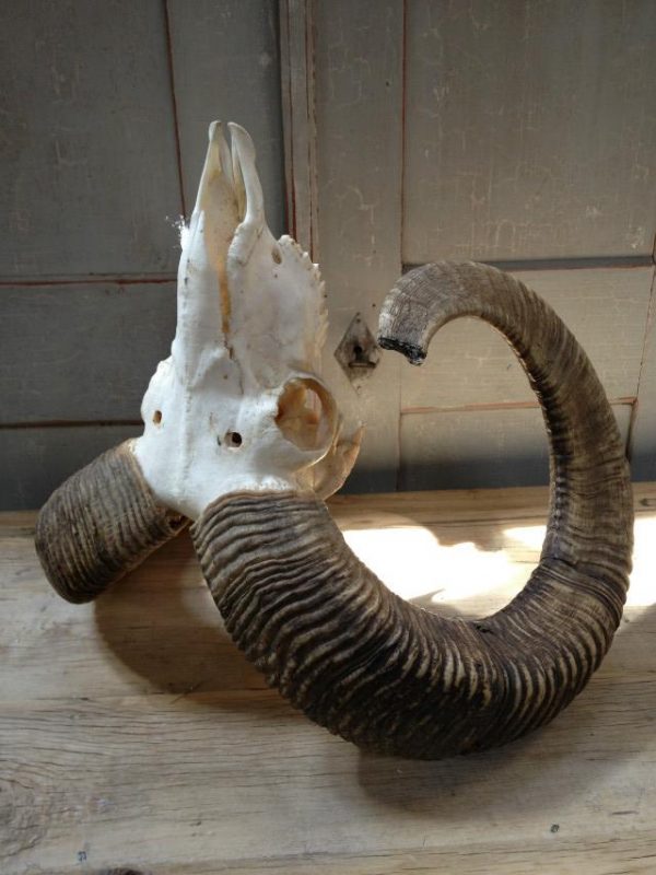 Gold medal mouflon ram skull.