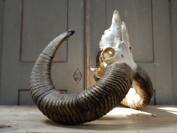 Gold medal mouflon ram skull.