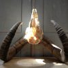 Gold medal mouflon ram skull.