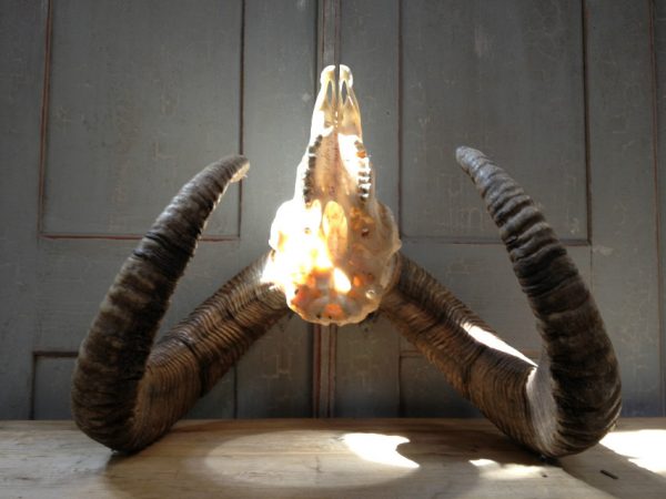 Gold medal mouflon ram skull.