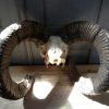 Gold medal mouflon ram skull.