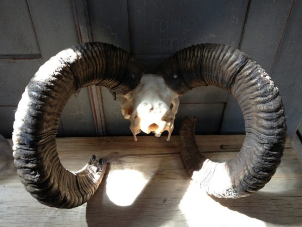 Gold medal mouflon ram skull.