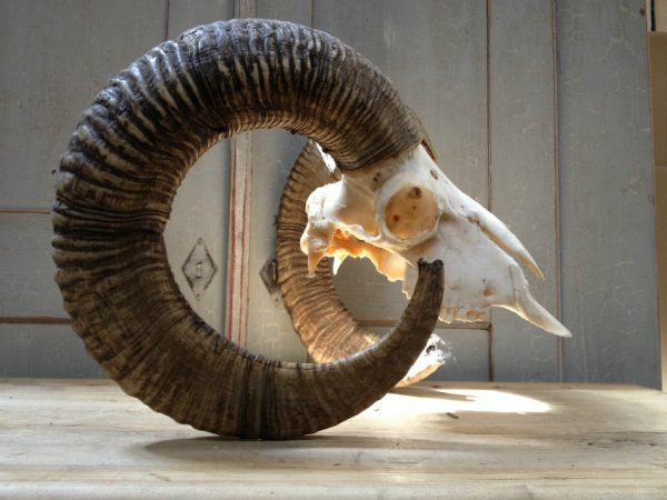 Gold medal mouflon ram skull.