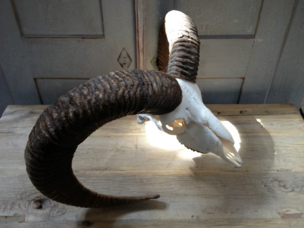 Complete skull of a gold medal mouflon ram.