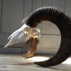 Schedel van een gouden medaile mouflon ram.