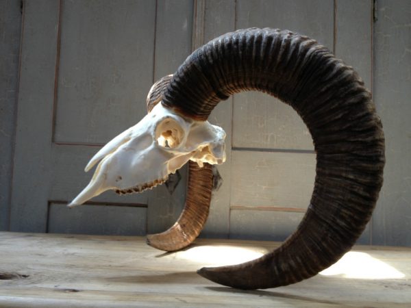 Complete skull of a gold medal mouflon ram.