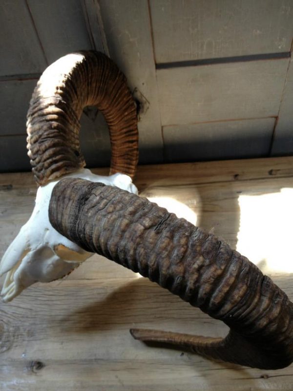 Complete skull of a gold medal mouflon ram.