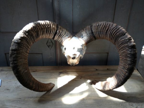 Complete skull of a gold medal mouflon ram.