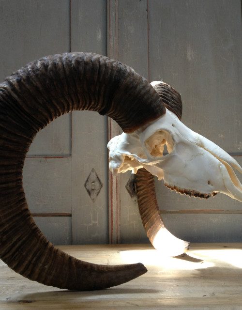 Complete skull of a gold medal mouflon ram.