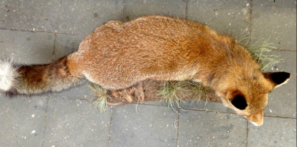 Large stuffed fox.