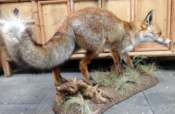 Large stuffed fox.
