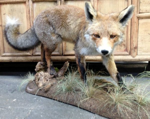 Large stuffed fox.