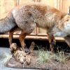 Taxidermy foxes