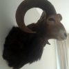 Vintage trophy head of a mouflon.