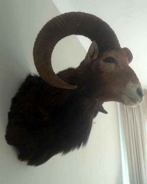 Vintage trophy head of a mouflon.