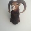 Vintage trophy head of a mouflon.