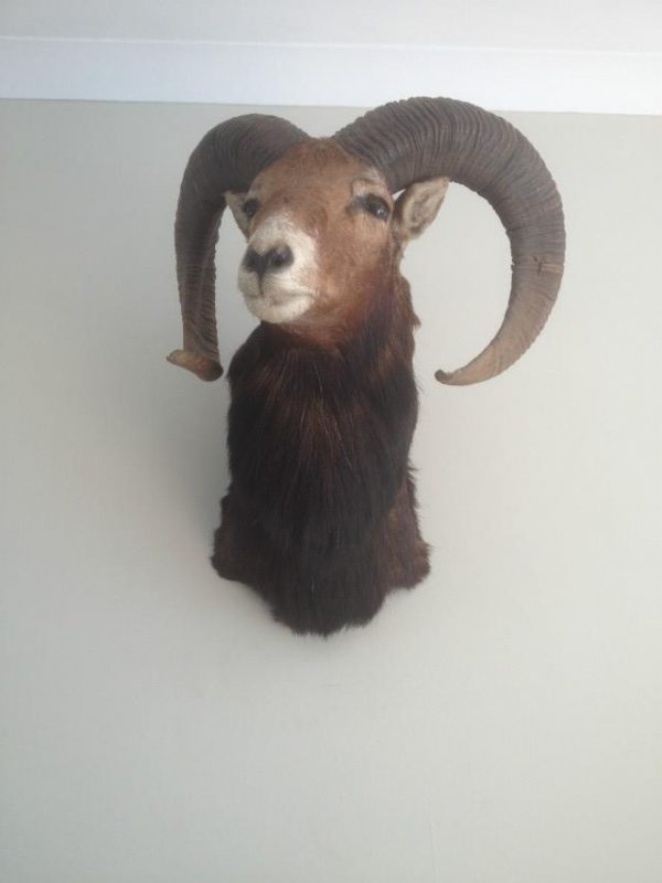 Vintage trophy head of a mouflon.