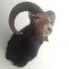 Vintage trophy head of a mouflon.