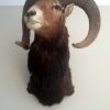 Vintage trophy head of a mouflon.