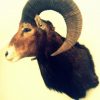 Vintage trophy head of a mouflon.