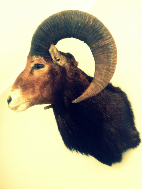 Vintage trophy head of a mouflon.