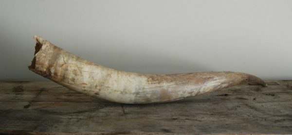 Very large cow horns XL.
