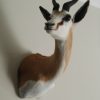 Nieuwe opgezette kop van een springbok.