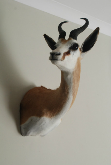 Nieuwe opgezette kop van een springbok.