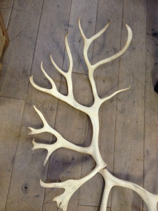 Loose antlers of a caribou.