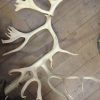 Loose antlers of a caribou.