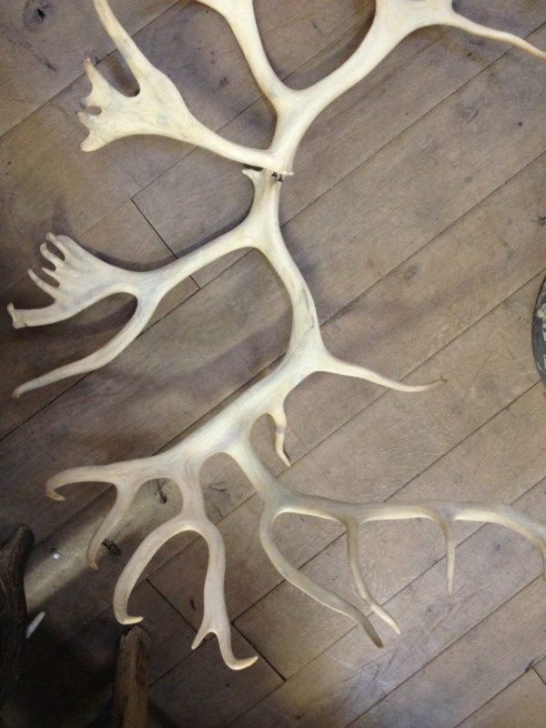 Loose antlers of a caribou.