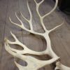 Loose antlers of a caribou.