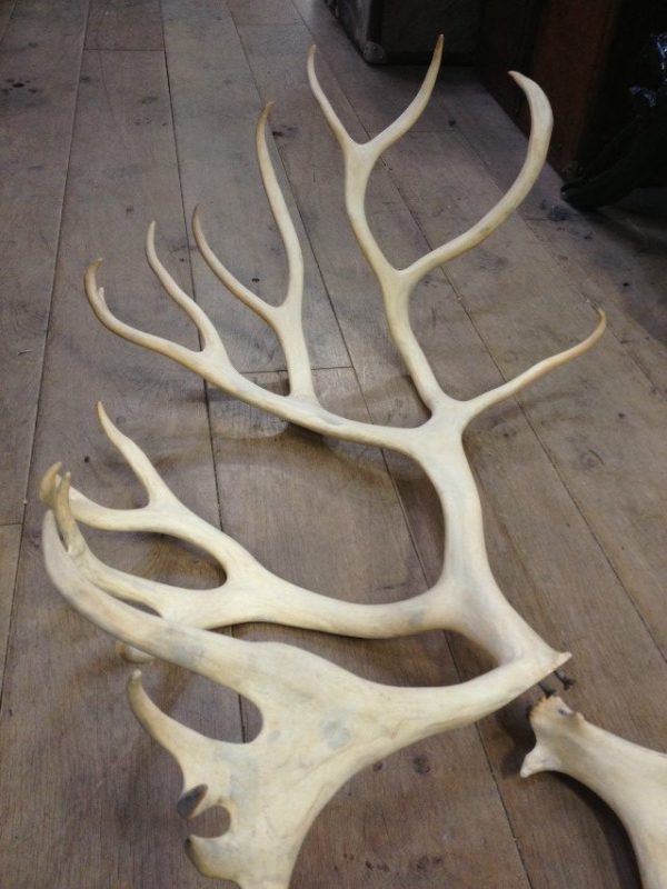 Loose antlers of a caribou.