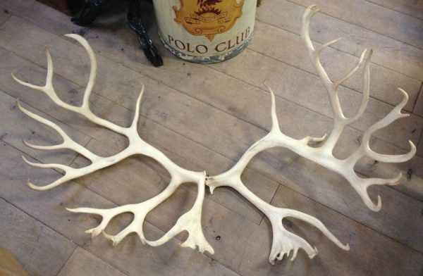 Loose antlers of a caribou.