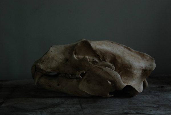 Replica of a polar bear skull.