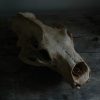 Replica of a polar bear skull.