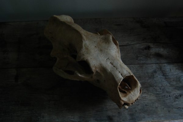 Replica of a polar bear skull.