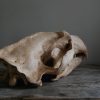 Replica of a polar bear skull.