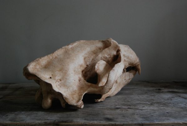 Replica of a polar bear skull.