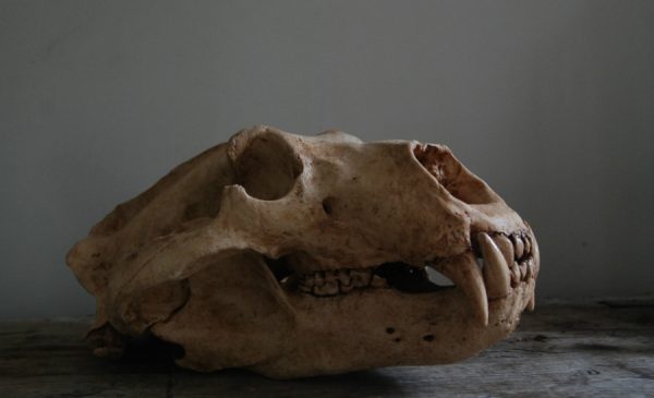 Replica of a polar bear skull.