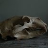 Replica of a polar bear skull.